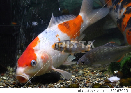Nishikigoi (colored carp) from Niigata Nishikigoi (colored carp) from Niigata 125367023