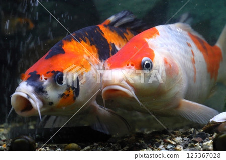 Nishikigoi (colored carp) from Niigata 125367028