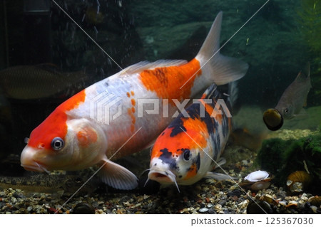 Nishikigoi (colored carp) from Niigata 125367030