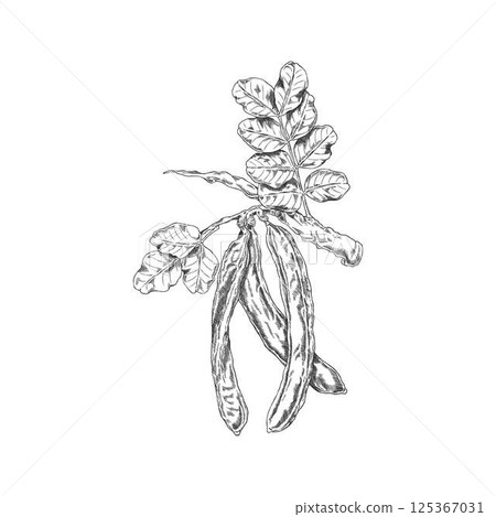 Vector black and white sketch of carob tree branch with leaves and pods, hand drawn. 125367031