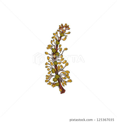 Carob flowers twig vector sketch, tropical cultivated plant, garden blossom tree foliage, hand drawn botanical design 125367035