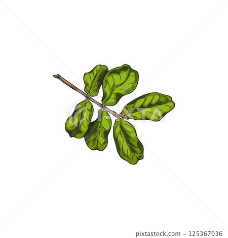 Carob leaves vector hand drawn illustration, tropical cultivated plant, summer garden tree foliage, Asian herb sketch Carob leaves vector hand drawn illustration, tropical cultivated plant, summer garden tree foliage, Asian herb sketch 125367036