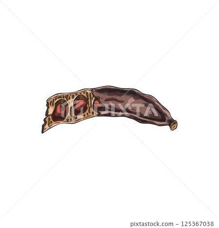 Vector watercolor sketch of carob pod with seeds, hand drawn. 125367038