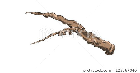 Carob plant stalk piece sketch vector icon, hand drawn brown twig farm or wild tree stem, stick or twig isolated Carob plant stalk piece sketch vector icon, hand drawn brown twig farm or wild tree stem, stick or twig isolated 125367040