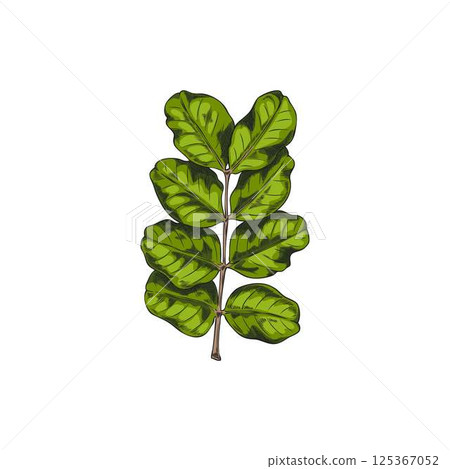 Carob green leaves vector sketch, tropical cultivated plant, summer garden tree foliage, Asian herb hand drawn design 125367052