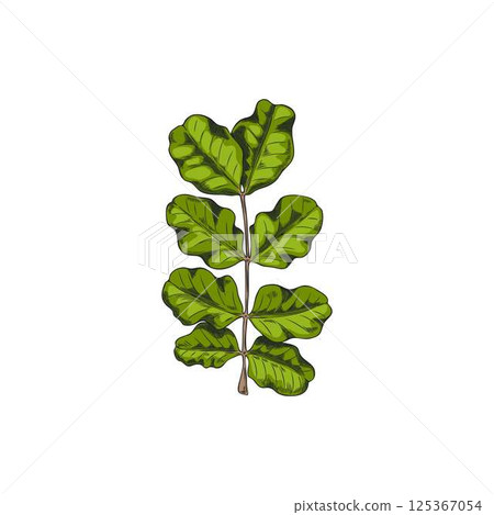 Carob leaves sketch, vector hand drawn illustration tropical cultivated plant, summer garden tree foliage, Asian herb Carob leaves sketch, vector hand drawn illustration tropical cultivated plant, summer garden tree foliage, Asian herb 125367054