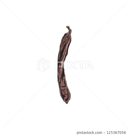 Ripe Carob pod bean natural superfood sketch vector icon, hand drawn organic dessert ingredient sweetener plant 125367056