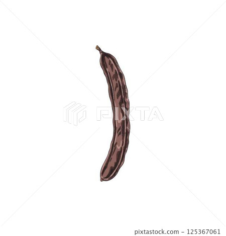 Carob pod bean vector hand drawn illustration, ripe natural superfood sketch, organic dessert ingredient sweetener plant 125367061