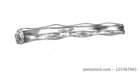 Moringa oleifera cut drumstick, pod vector engraved sketch, tropical cultivated plant, Asian superfood fruit harvest 125367065