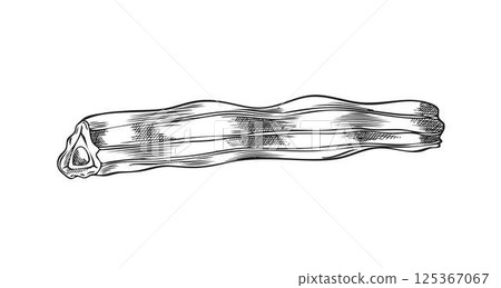 Moringa oleifera cut drumstick, pod vector engraved sketch, tropical cultivated plant harvest, Asian superfood fruit 125367067