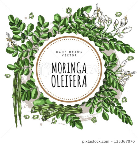 Moringa oleifera twigs with green leaves, pods with seeds sketch, hand drawn superfood product round label vector design 125367070