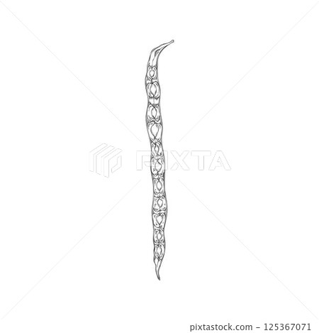 Moringa oleifera drumstick, raw pod cut with seeds vector engraved sketch, tropical plant harvest, Asian superfood fruit 125367071