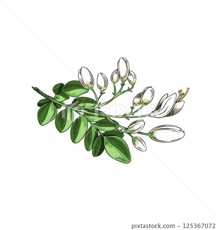 Moringa oleifera twig with green leaves and white flowers sketch, tropical cultivated plant, garden blossom tree foliage 125367072