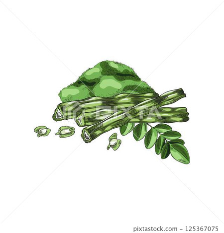 Moringa Oleifera. Vector watercolor sketch of a branch with leaves, fruits, seeds and powder. Moringa Oleifera. Vector watercolor sketch of a branch with leaves, fruits, seeds and powder. 125367075