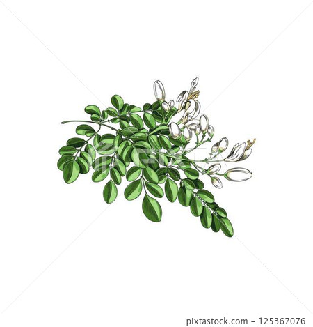 Moringa oleifera branch with green leaves, white flowers sketch, tropical cultivated plant, garden blossom tree foliage 125367076