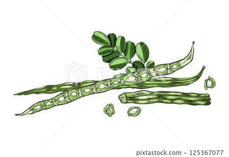 Moringa. Vector illustration of a branch with leaves, fruits and seeds. 125367077