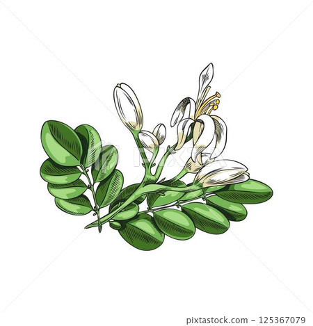 Moringa oleifera branch with green leaves, white flowers vector sketch, tropical cultivated plant, blossom tree foliage 125367079