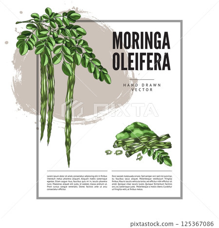 Moringa oleifera twig leaves and bean pods with seeds and powder superfood product, hand drawn vector label design 125367086