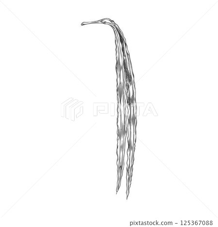 Moringa oleifera drumsticks, raw bean pods bunch vector ink sketch, tropical cultivated plant harvest, superfood fruit 125367088