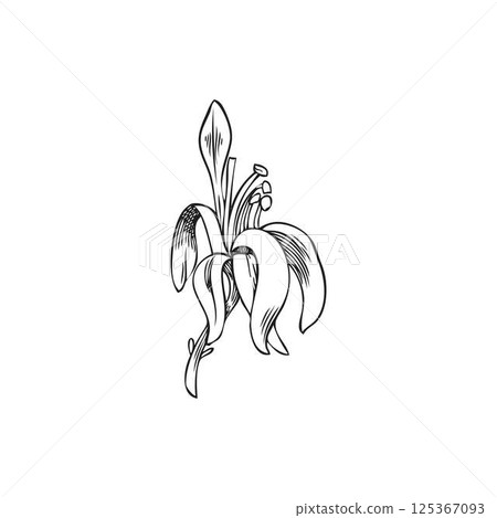 Moringa oleifera flower vector sketch, tropical cultivated plant, hand drawn engraved botanical design, blossom tree 125367093