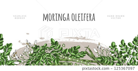 Moringa oleifera sketch vector seamless border design, hand drawn green leaves and white flowers, pods seeds, superfood 125367097