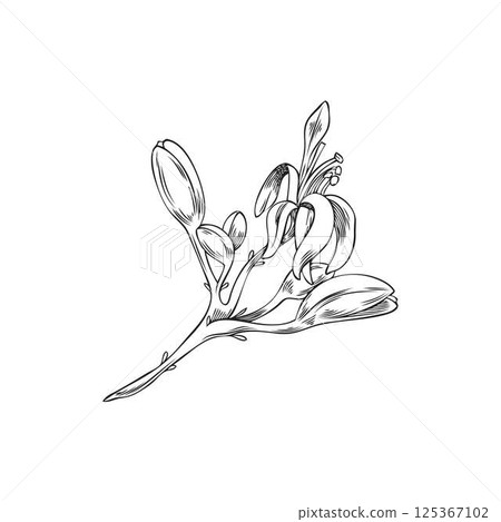 Vector black and white illustration of moringa tree branch with flowers. 125367102