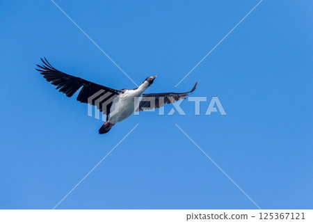 Close-up of a flying Antarctic Shag 125367121