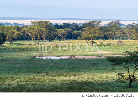 Zebra in Lake Nakuru National Park 125367123