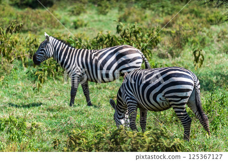 Zebra in Lake Nakuru National Park 125367127