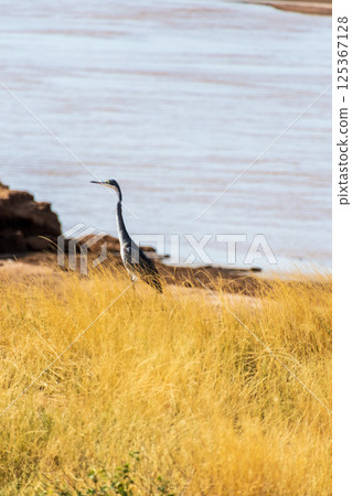 Black headed heron in Samburu 125367128