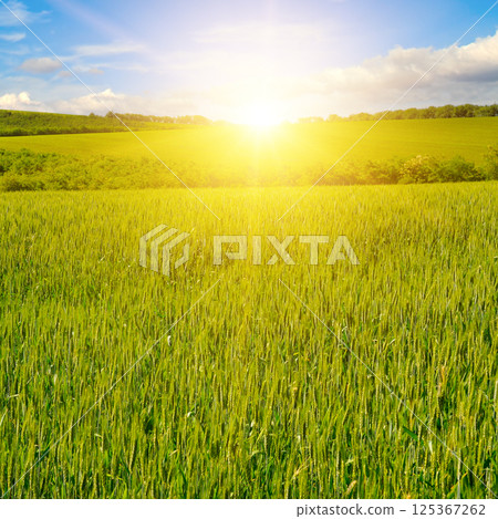 Green field of wheat and bright sunrise. Green field of wheat and bright sunrise. 125367262
