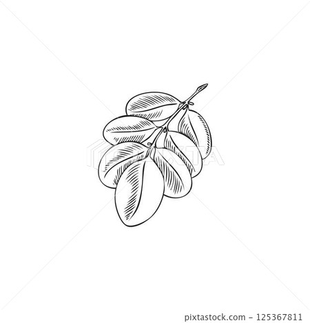 Vector pencil sketch of moringa oleifera branch with leaves, hand drawn illustration. 125367811