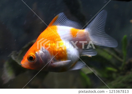 金魚：越後青花魚（新潟縣產） 125367813