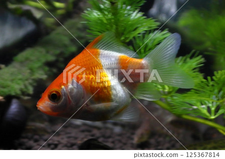 金魚：越後青花魚（新潟縣產） 125367814