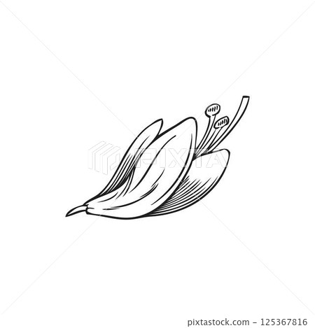 Black and white Sketch of Moringa oleifera flower. Hand drawn vector illustration. Black and white Sketch of Moringa oleifera flower. Hand drawn vector illustration. 125367816