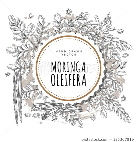 Moringa oleifera twig leaves, pods with seeds sketch, hand drawn engraved superfood product round label vector design 125367819