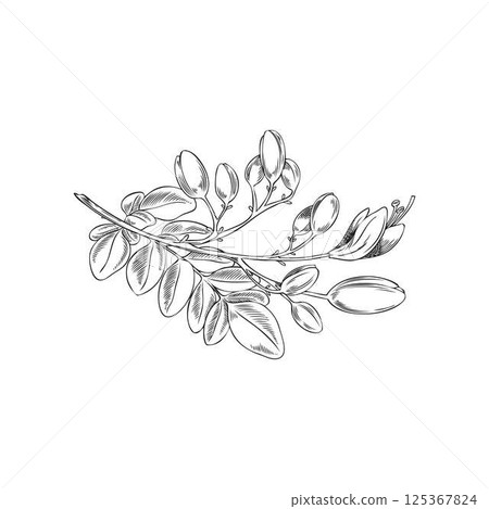 Moringa oleifera branch with leaves and flowers ink vector sketch, tropical cultivated plant garden blossom tree foliage 125367824