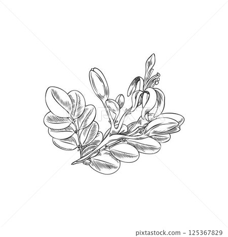 Moringa oleifera twig with leaves and flowers ink vector sketch, tropical cultivated plant, garden blossom tree foliage Moringa oleifera twig with leaves and flowers ink vector sketch, tropical cultivated plant, garden blossom tree foliage 125367829
