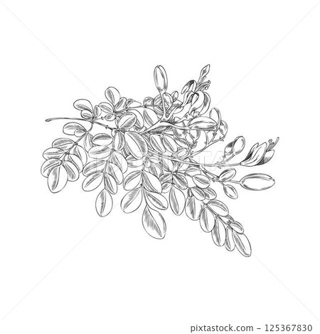 Vector Black and White Sketch of Moringa Oleifera Branch with Leaves and Flowers. 125367830