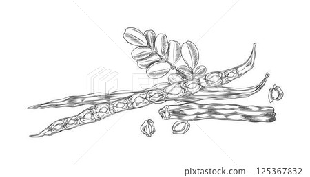 Vector black and white sketch of moringa oleifera branch with leaves and seeds. Vector black and white sketch of moringa oleifera branch with leaves and seeds. 125367832