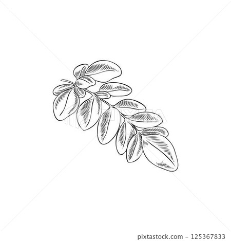 Moringa oleifera leaves ink sketch, tropical cultivated plant, engraved hand drawn botanical vector design, Asian herb Moringa oleifera leaves ink sketch, tropical cultivated plant, engraved hand drawn botanical vector design, Asian herb 125367833