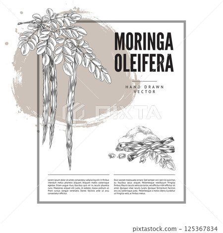 Moringa oleifera twig leaves and bean pods with seeds and powder superfood product, hand drawn engraved vector label 125367834