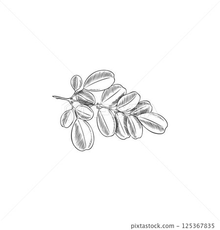 Vector black and white sketch of moringa oleifera branch, hand drawn outline style. 125367835