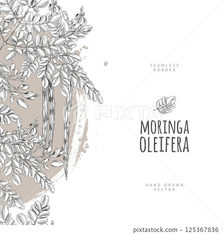 Moringa oleifera ink sketch vector vertical seamless border, hand drawn engraved leaves and flowers, bean pods superfood 125367836