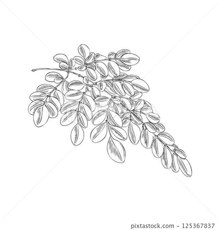 Moringa oleifera branch with leaves vector sketch, tropical cultivated plant, engraved hand drawn botanical Asian herb Moringa oleifera branch with leaves vector sketch, tropical cultivated plant, engraved hand drawn botanical Asian herb 125367837