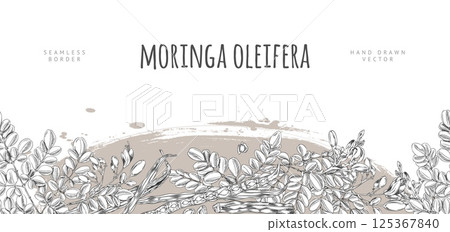 Moringa oleifera sketch vector seamless border design, hand drawn engraved leaves and flowers, pods and seeds, superfood 125367840