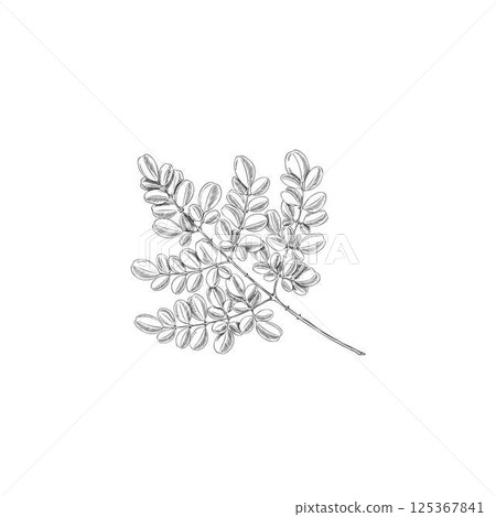 Moringa oleifera branch with leaves. Black and white vector sketch of organic plant. 125367841
