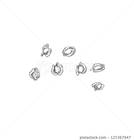 Vector illustration of monochrome sketch of moringa oleifera seeds, hand drawn. 125367847