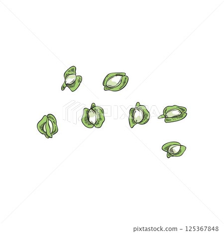 Moringa oleifera raw seeds vector sketch, tropical cultivated plant harvest, Asian superfood grains seasoning ingredient 125367848