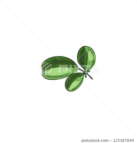 Moringa branch with leaves. Hand drawn vector sketch in watercolor style. 125367849